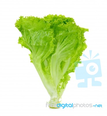 Lettuce Isolated On White Background Stock Photo