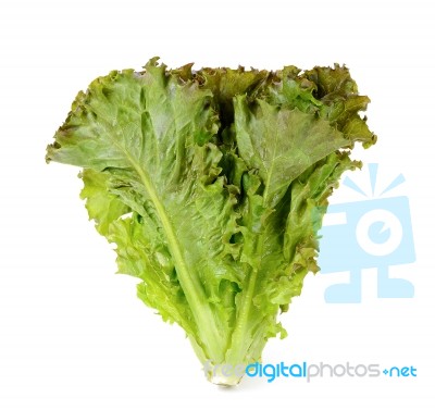 Lettuce Isolated On White Background Stock Photo