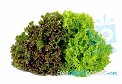 Lettuce Isolated On White Background Stock Photo