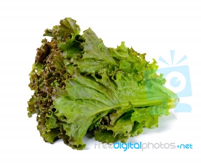 Lettuce Isolated On White Background Stock Photo