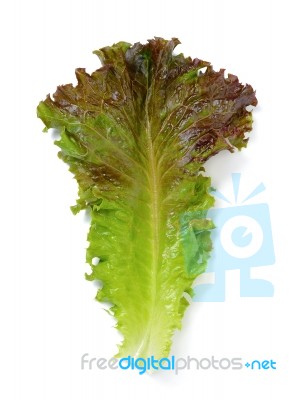 Lettuce Leaf Isolated On The White Background Stock Photo