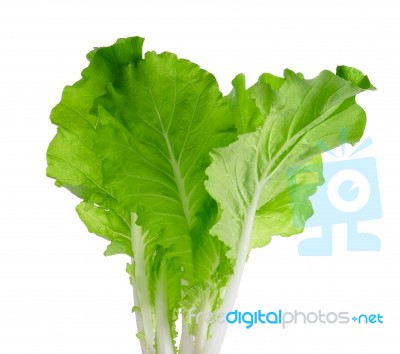 Lettuce Leaves Isolated On White Background Stock Photo