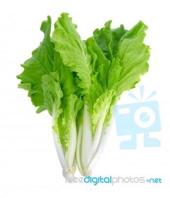 Lettuce Leaves Isolated On White Background Stock Photo