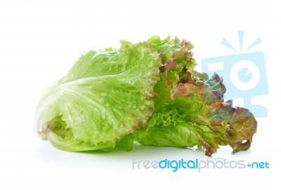 Lettuce On White Background Stock Photo