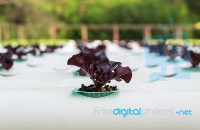 Lettuce Vegetables Is Planted In A Garden Stock Photo