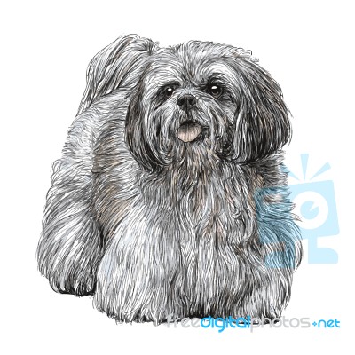 Lhasa Apso Dog Stock Image