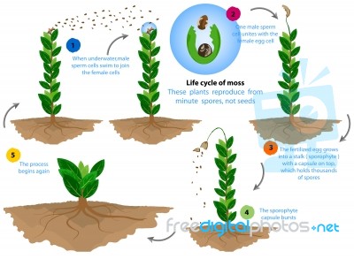 Life Cycle Of Moss Stock Image