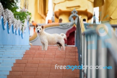 Life Of Homeless Dogs In The Temple In Thailand Stock Photo