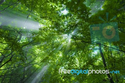 Light And Forest Stock Photo