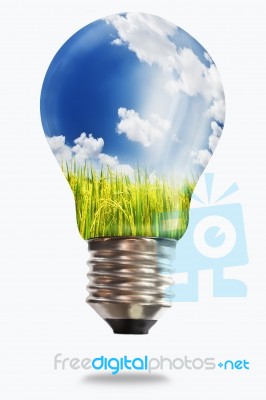 Light Bulb With Paddy Rice Stock Photo