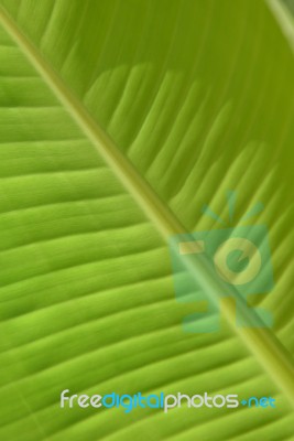 Light From Behind Banana Leaf For Background Stock Photo