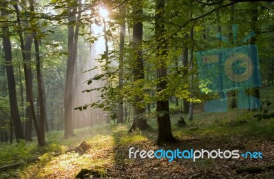 Light In The Forest Stock Photo