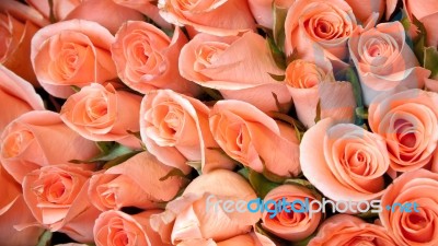 Light Orange Color Roses Stock Photo