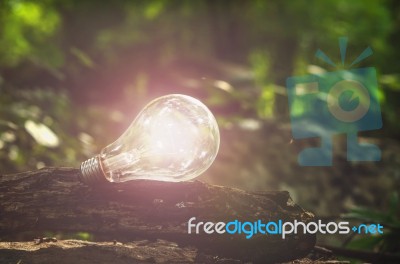 Lightbulb Concept In Forest Nature Stock Photo