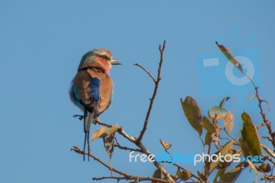 Lilac-breasted Roller Stock Photo