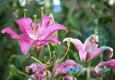 Lily Flower In A Garden Stock Photo