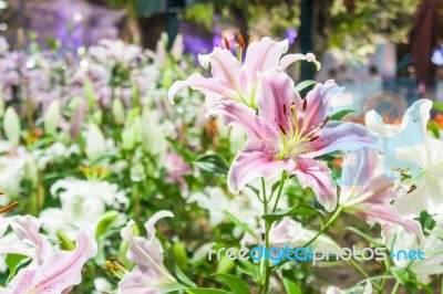 Lily Flowers Blooming Stock Photo