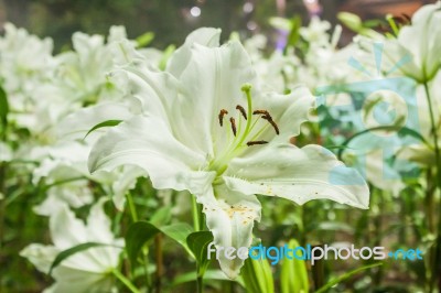 Lily Flowers Blooming Stock Photo