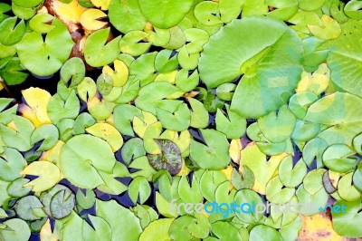 Lily Pads Stock Photo