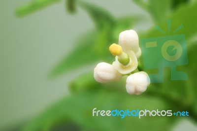 Lime Flower After Self Pollination And Young Fruit Stock Photo