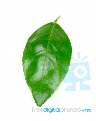 Lime Leaf Isolated On The White Background Stock Photo