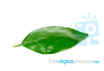 Lime Leaf Isolated On White Background Stock Photo