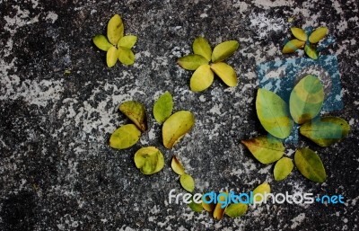 Lime Leaves On The Floor Stock Photo