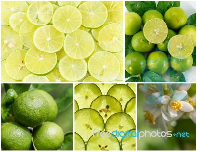 Lime Lemon Collection Set Stock Photo