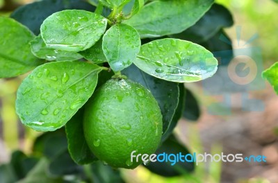 Lime On A Tree Stock Photo