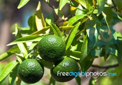 Limes On Tree Stock Photo