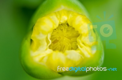 Limnocharis Flava Or Yellow Burr Head Flower Stock Photo