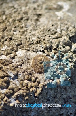 Limpet Closeup Stock Photo