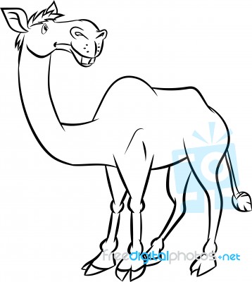 Line Drawing A Camel -  Illustration Stock Image