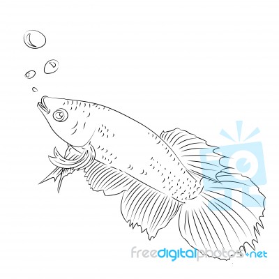 Line Drawing Of Fighting Fish Cartoon -simple Line  Stock Image