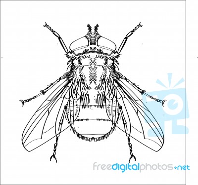 Line Drawing Of Fly -simple Line Stock Image