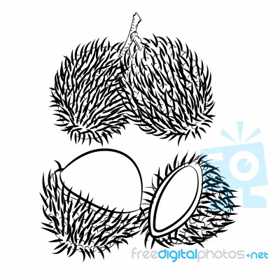 Line Drawing Of Rambutan -simple Line Stock Image