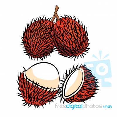 Line Drawing Of Rambutan -simple Line  Stock Image