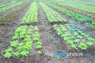 Line Of Green Vegetable Farm Horizontal View Stock Photo