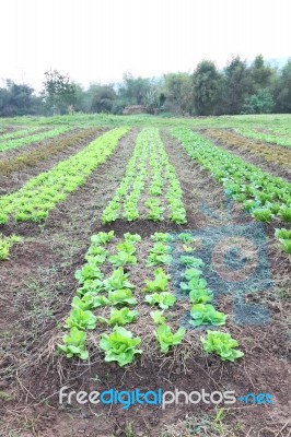 Line Of Green Vegetable Farm Vertical View Stock Photo