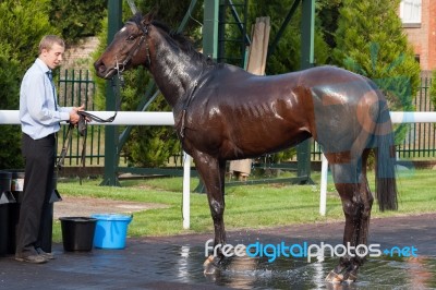 Lingfield, Surrey/uk - May 10 : Cooling Down Racehorse After Rac… Stock Photo