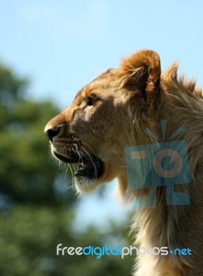 Lion Stock Photo