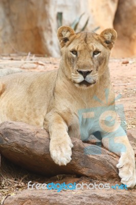 Lion Stock Photo