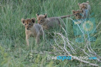 Lion Cubs Stock Photo