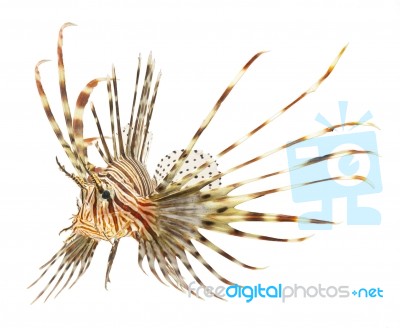 Lion Fish Stock Photo