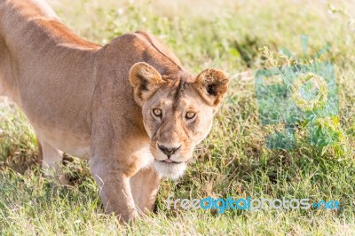 Lion  In Serengeti Stock Photo