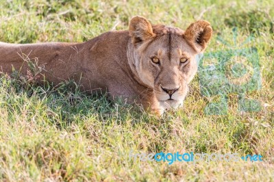 Lion  In Serengeti Stock Photo