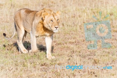 Lion  In Serengeti Stock Photo