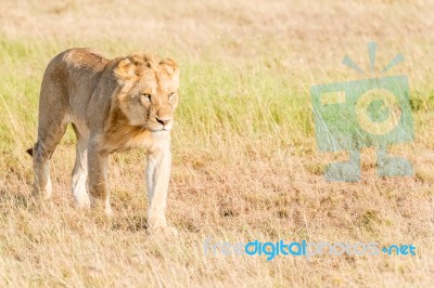 Lion  In Serengeti Stock Photo