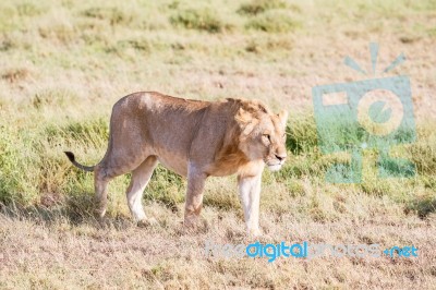 Lion  In Serengeti Stock Photo