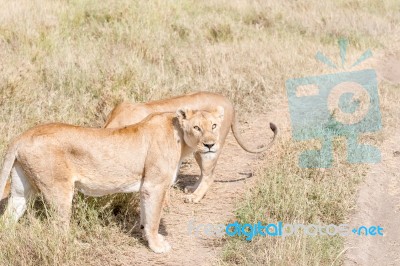 Lion  In Serengeti Stock Photo